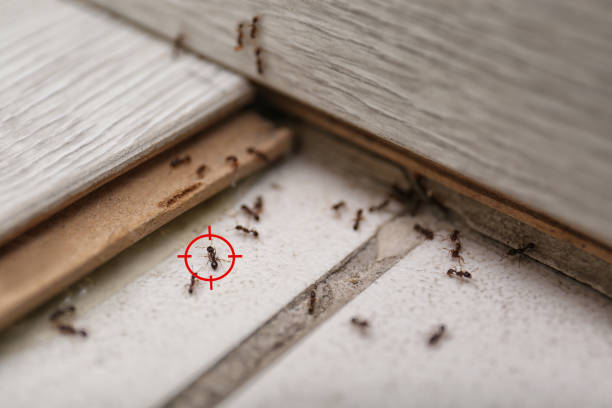Best Spider Control Near Me  in Pine Air, FL